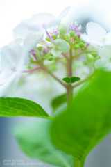 あじさいの撮り方 裏から覗く