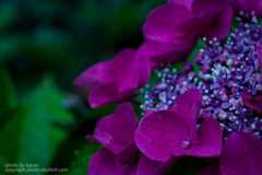 あじさいの撮り方 暗く撮る