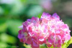 あじさいの撮り方