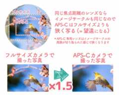 フルサイズとAPS-Cの違い