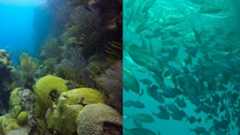 no-protection-no-fish-marine-protected-areas-mpas-can-bring-them-back-1024x576-1