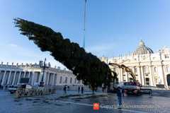 Workers erect the Vatican's 2025 Christmas tree in St. Peter's Square on Thursday, Nov. 27, 2025 Workers erect the Vatican's 2025 Christmas tree in St. Peter's Square on Thursday, Nov. 27, 2025