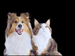 Товары для животных