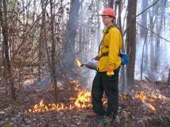 Stacy Clark using prescribed fire on the BNF