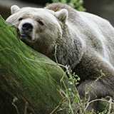 恐竜の知名度ランクです、どうですか?(翼竜と海竜も入ってます) S ティラノ A トリケラ ステゴ プテラドン 常識の壁 B ブラキオ アンキロ アロサウルス C ギガノトサウルス パキケファロサウルス パラサウロロフス スピ D アーケオプテリクス カルカロドント ディプロドクス パラサウロロフス E スティラコサウルス アクロカント バリオニクス オビラプトル F モノニクス コンカヴェナトル クリオロフォサウルス