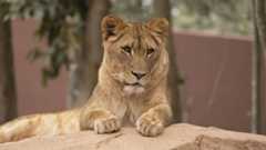 Antena Paulista - Edição de 14/09/2025 - O Antena Paulista de Domingo vai te levar para um passeio pelo Simba Safari, reaberto após 20 anos, em São Paulo. Inspirado nos safáris da África, o parque agora conta com caminhões que transportam 40 visitantes num percurso de 4 quilômetros. E para os fãs de Djavan, um musical celebra a trajetória do cantor e relembra clássicos que embalaram gerações.