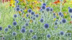 A collection of thistles with spherical pale purple flower heads