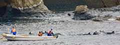 A dolphin drive in Taiji, Japan. Photo credit: Kunito Seko