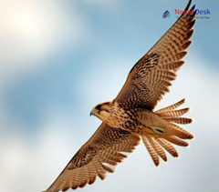 Saker Falcon