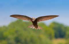 Common swift
