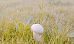 ホコリタケの仲間