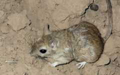 Buxton's jird. (Liad Cohen) Buxton's jird. (Liad Cohen)