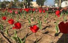 Dutch tulips brighten up the Sdot Negev Regional Authority compound. (Tekuma Directorate) Dutch tulips brighten up the Sdot Negev Regional Authority compound. (Tekuma Directorate)