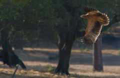 Águila Imperial Ibérica. Águila Imperial Ibérica.