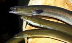 Los ejemplares de estas anguilas del Delta realizan su migración al Mar de los Sargazos. Los ejemplares de estas anguilas del Delta realizan su migración al Mar de los Sargazos.