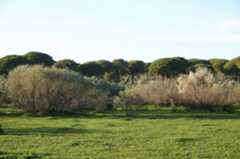 Bosques y las praderas, que son las principales herramientas naturales de absorción de CO2. Bosques y las praderas, que son las principales herramientas naturales de absorción de CO2.