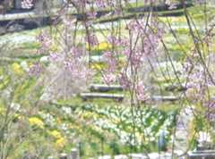 道の駅明宝がおすすめ!せせらぎ街道・郡上八幡周辺・下呂周辺・岐阜県郡上市明宝小川の観光スポット!お花見スポット緑水庵の枝垂れ桜