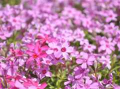 道の駅明宝がおすすめ!せせらぎ街道・郡上八幡周辺・下呂周辺・郡上市明宝の観光スポット!春の名所、国田家の芝桜