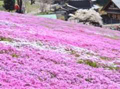 道の駅明宝がおすすめ!せせらぎ街道・郡上八幡周辺・下呂周辺・郡上市明宝の観光スポット!春の名所、国田家の芝桜