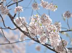 道の駅明宝がおすすめ!せせらぎ街道・郡上八幡周辺・郡上市明宝の観光スポット・お花見スポットの善兵衛桜