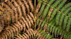 A branch with green leaves on one side and brown leaves on the other - UNSPLASH A branch with green leaves on one side and brown leaves on the other