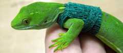 Radio-tagged gecko