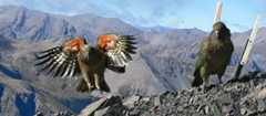 Kea flying