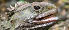 Tuatara