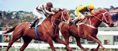 Bonecrusher (left) edges out Our Waverley Star to win the 1986 W. S. Cox Plate