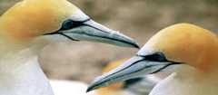 A pair of adult gannets