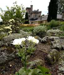 Mt Cook Lily, Larnach Castle, near Dunedin