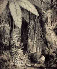 Forest scene near Waipā