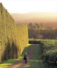 Kiwifruit orchard, Te Puke