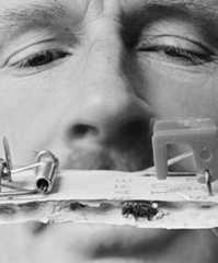 Beetle-infested mousetrap