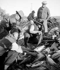 Preparing fish for a hāngī