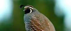 California quail
