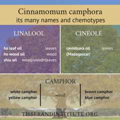camphor oils