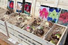 Amaryllis bulbs in a wooden crate labeled