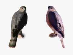 Sharp-shinned and Cooper's hawks perch side-by-side for ID comparison