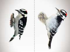 Illustrations of a Downy and Hairy Woodpecker