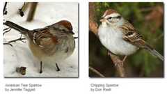 GBBC, Identifying Some Common Sparrows
