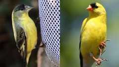 American or Lesser? Take the Goldfinch Quiz!