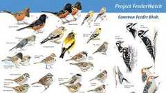 Download FeederWatch Bird ID Posters