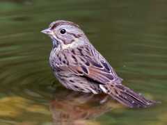 Lincoln's Sparrow by Nick Saunders. ML69095721