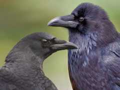 Montage of 2 images: two black birds with strong-looking beaks, facing each other.