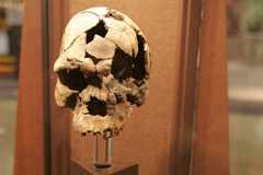 エチオピアで見つかった約16万年前のホモ・サピエンス「イダルトゥ」の頭蓋骨(ずがいこつ)化石のレプリカ