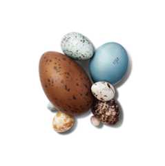 Assorted egg specimens