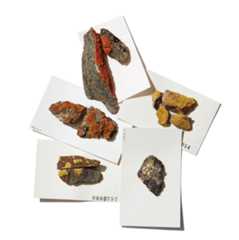 Five different lichen specimens from the Bell collection