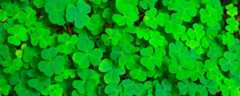 Events and things to do in Boston in March Events and things to do in Boston in March