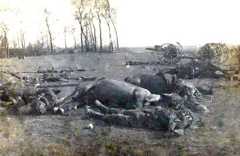 Dead horses and men around an 18 pounder British field gun: Battle of Le Cateau on 26th August 1914 in the First World War